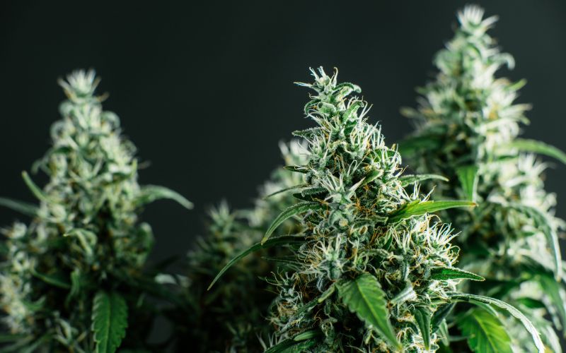 Understanding D11: Everything You Need To Know Now 1 D11