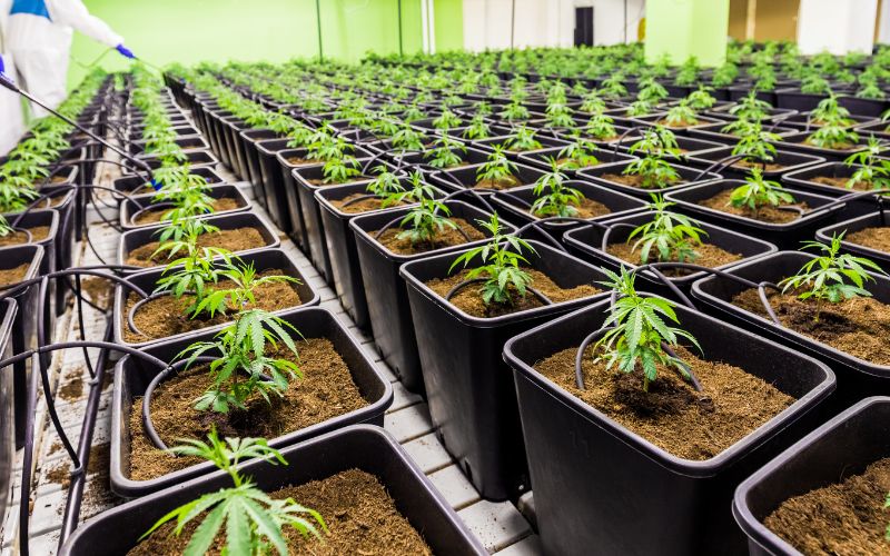 Thca Vs Delta 9: The Difference In These 2 Cannabis Cannabinoids 3 Thc Grow