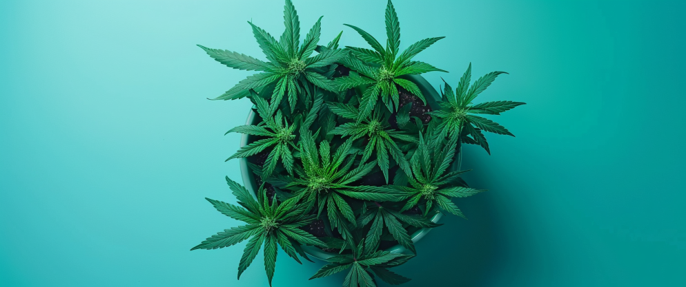 What is THCA in Cannabis