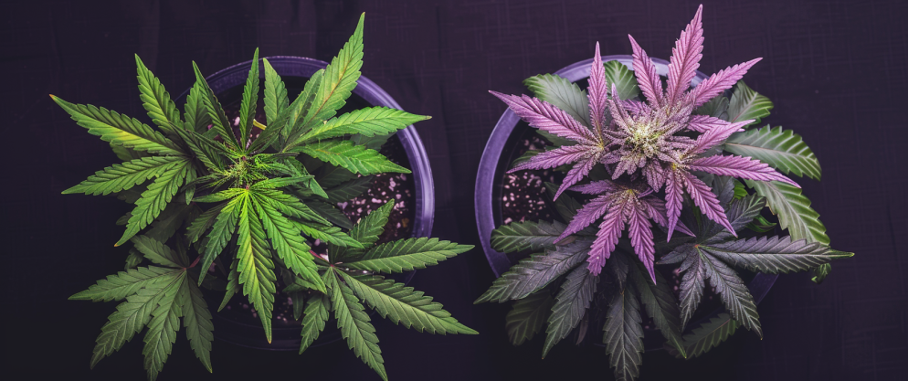 What'S The Difference Between Thc And Thcv? 7 What'S The Difference Between Thc And Thcv