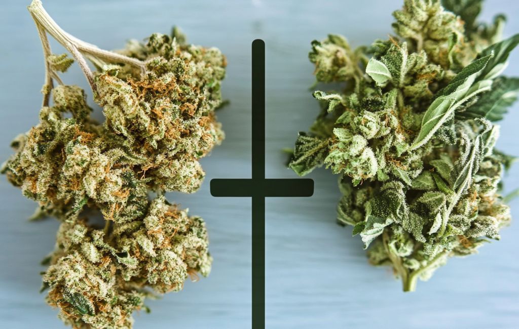 Thca Vs Thcp: Understanding The Core Differences 1 Thca Vs Thcp