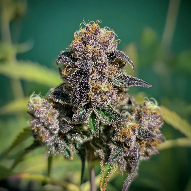 Bruce Banner Strain 7 Bruce Banner Strain